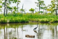 New Orleans Airboat Swamp Tour thumbnail 4