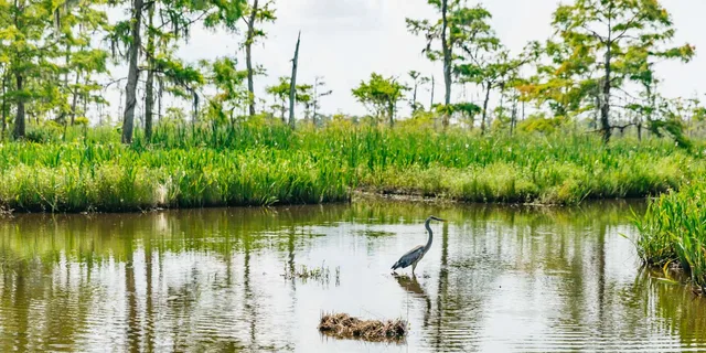 New Orleans Airboat Swamp Tour - Image 4