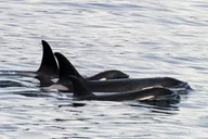Seward Orca Quest Cruise 4 hr thumbnail 1