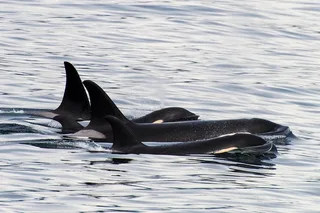Seward Orca Quest Cruise 4 hr