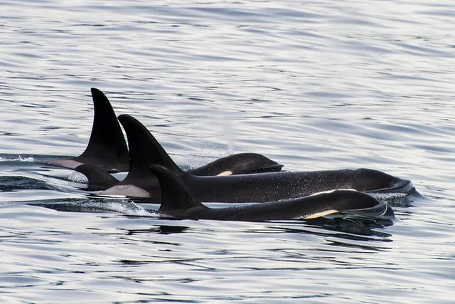 Seward Orca Quest Cruise 4 hr - Image 1