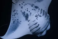 Kona Manta Ray Night Snorkel 2 hr thumbnail 2