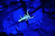 Phoenix Night Glow Hike thumbnail 6