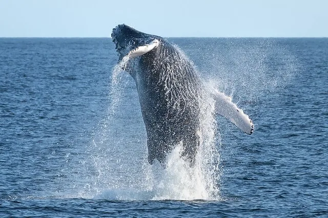 New York City Whale Watching Cruise - Image 2