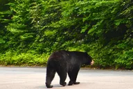 Asheville Waterfalls and Highlands Tour thumbnail 2