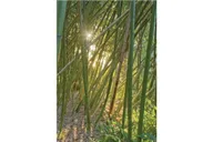 San Diego Scenic and Botanical Tour thumbnail 3