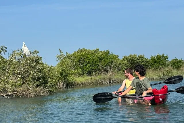 St Augustine Dolphins and Wildlife Ecotour 90 min - Image 4
