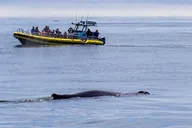 Portland Whale Watching Tour thumbnail 3