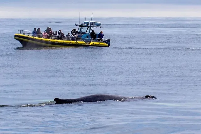 Portland Whale Watching Tour - Image 3