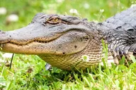 New Orleans Swamp and Bayou Alligator Tour thumbnail 1