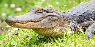 New Orleans Swamp and Bayou Alligator Tour