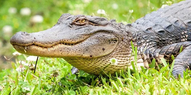 New Orleans Swamp and Bayou Alligator Tour - Image 1
