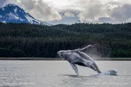 Hoonah Whale-Watching Tour thumbnail 3