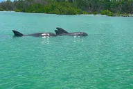 Bonita Springs Kayak Self-Guided Island EcoTour thumbnail 1