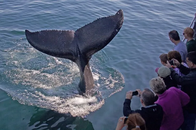 Gloucester Whale Watching Tour - Image 2