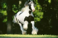 Ocala Gypsy Gold Horse Farm Tour 2 hr thumbnail 3