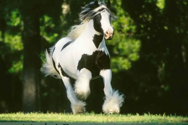 Ocala Gypsy Gold Horse Farm Tour 2 hr - Image 3