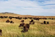 Mount Rushmore and Custer State Park Private Tour thumbnail 6