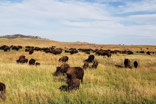 Mount Rushmore and Custer State Park Private Tour - Image 6