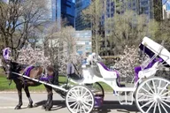New York City Horse-Drawn Carriage Ride thumbnail 4