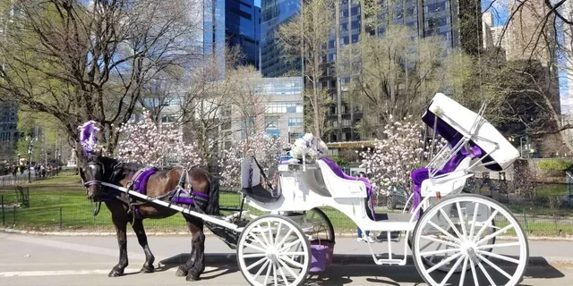 New York City Horse-Drawn Carriage Ride - Image 4