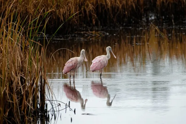 Charleston Wildlife Photography Tour 4 hr - Image 3