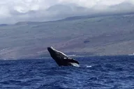 Waikiki Catamaran Whale Watch 2 hr thumbnail 3