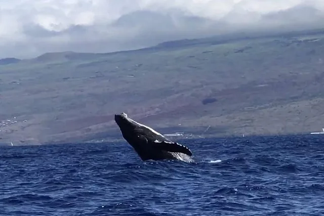 Waikiki Catamaran Whale Watch 2 hr - Image 3