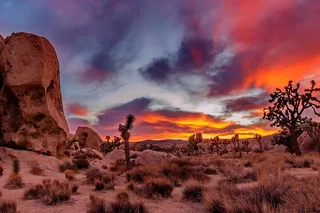 Los Angeles Joshua Tree National Park Day Tour