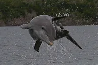Everglades Photo and Birding Boat Safari thumbnail 2
