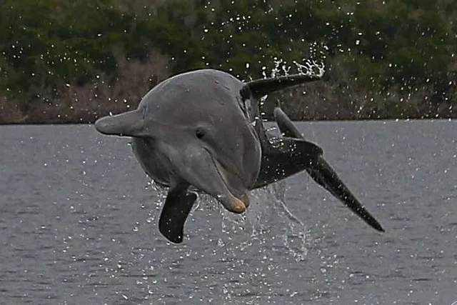Everglades Photo and Birding Boat Safari - Image 2