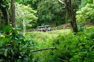 Kaneohe Jungle Expedition Tour thumbnail 2