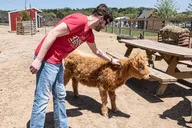 Fredericksburg Cow Cuddling Experience thumbnail 2