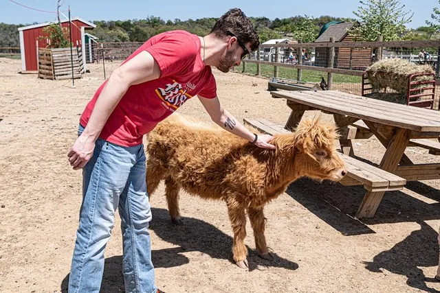 Fredericksburg Cow Cuddling Experience - Image 2