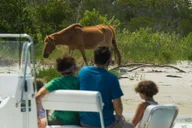 Ocean City Assateague Island Cruise thumbnail 1