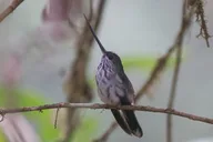 Ecuador Birding Photo Tour Andes to Amazon 10 Days thumbnail 5