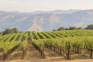 Russian River Wine Tasting and Gourmet Lunch thumbnail 5