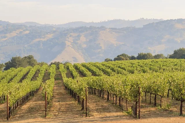 Russian River Wine Tasting and Gourmet Lunch - Image 5