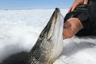 Fairbanks Ice Fishing Tour thumbnail 3