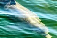 Hilton Head Dolphin Watching Boat Tour thumbnail 3