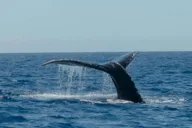 Waikoloa Whale Watching Tour thumbnail 5