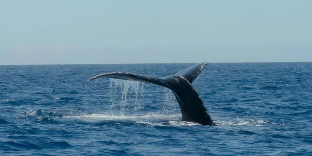 Waikoloa Whale Watching Tour - Image 5