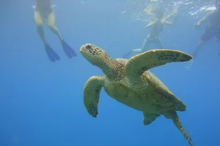 Ka'anapali Snorkel Adventure 2 hr