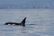 Orcas Island Orca Whale Tour thumbnail 3
