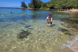 Oahu Circle Island Tour with Turtle Snorkeling