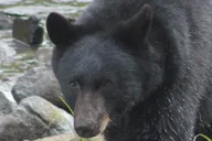 Ketchikan Private Tour with Locals 2 hr thumbnail 2