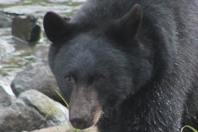 Ketchikan Private Tour with Locals 2 hr - Image 2