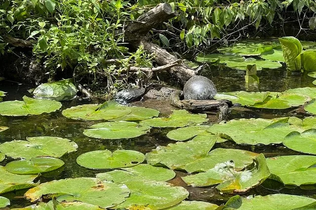 Grand Island Nature Hike and Kayak Tour - Image 4