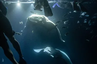 Hawaii Manta Ray Snorkel Experience 2 hr
