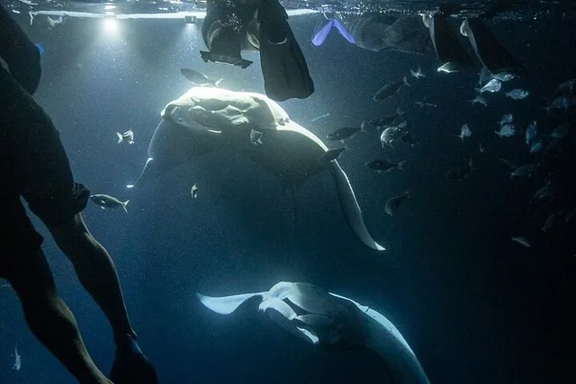 Hawaii Manta Ray Snorkel Experience 2 hr - Image 1